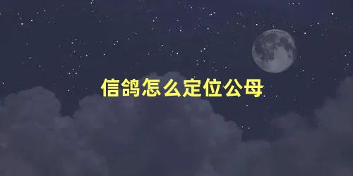 信鸽怎么定位公母