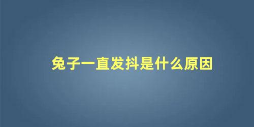 兔子一直发抖是什么原因