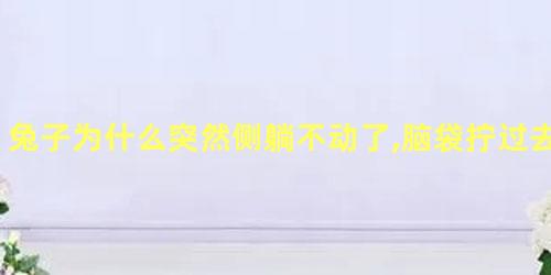 兔子为什么突然侧躺不动了,脑袋拧过去了