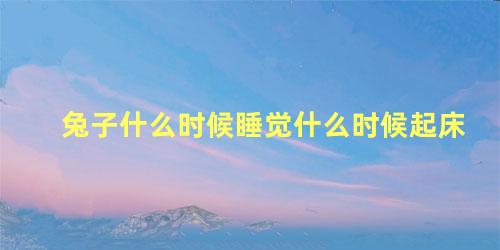 兔子什么时候睡觉什么时候起床