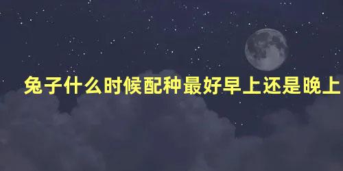 兔子什么时候配种最好早上还是晚上