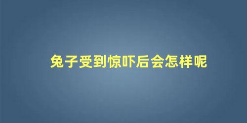 兔子受到惊吓后会怎样呢