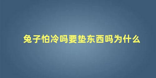 兔子怕冷吗要垫东西吗为什么