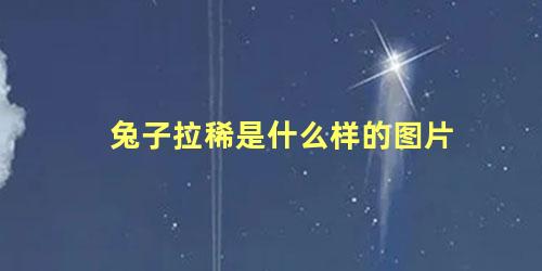 兔子拉稀是什么样的图片