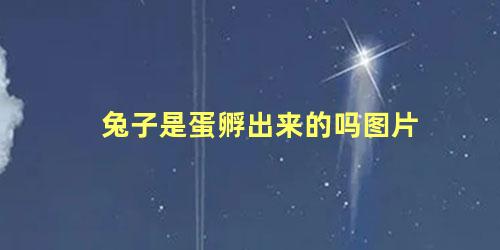 兔子是蛋孵出来的吗图片