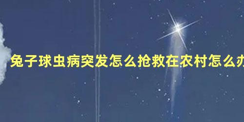 兔子球虫病突发怎么抢救在农村怎么办