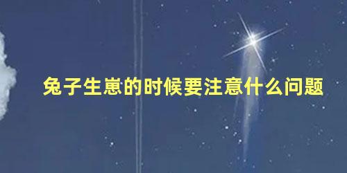 兔子生崽的时候要注意什么问题