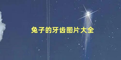 兔子的牙齿图片大全