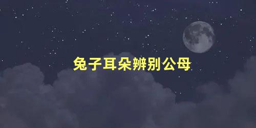 兔子耳朵辨别公母