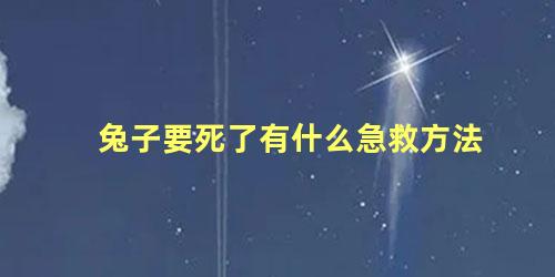 兔子要死了有什么急救方法