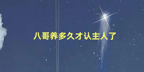 八哥养多久才认主人了