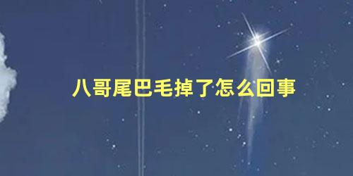 八哥尾巴毛掉了怎么回事