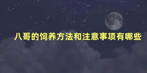 八哥的饲养方法和注意事项有哪些