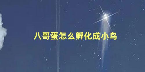 八哥蛋怎么孵化成小鸟