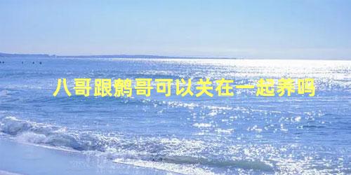八哥跟鹩哥可以关在一起养吗