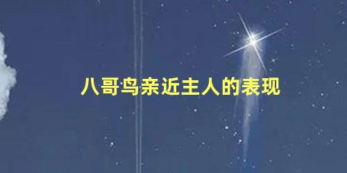 八哥鸟亲近主人的表现