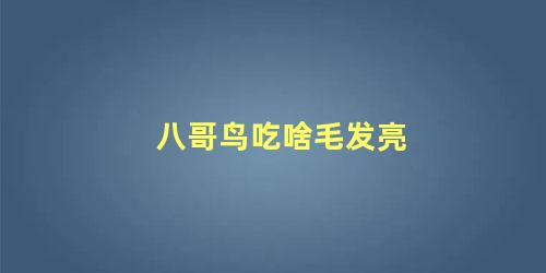 八哥鸟吃啥毛发亮