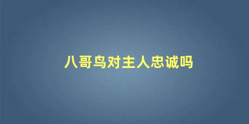 八哥鸟对主人忠诚吗