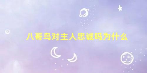 八哥鸟对主人忠诚吗为什么