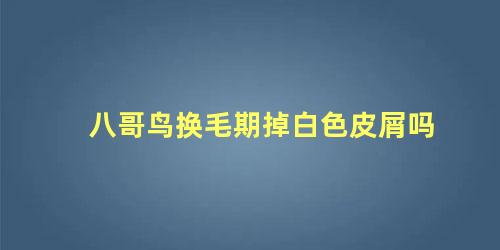 八哥鸟换毛期掉白色皮屑吗