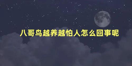 八哥鸟越养越怕人怎么回事呢