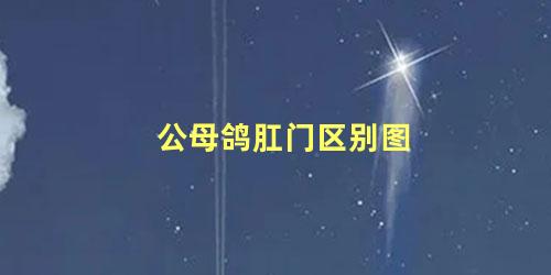 公母鸽肛门区别图