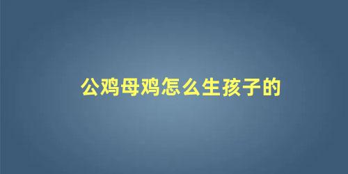 公鸡母鸡怎么生孩子的