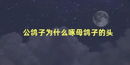 公鸽子为什么啄母鸽子的头