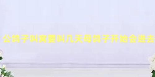 公鸽子叫窝要叫几天母鸽子开始会进去了