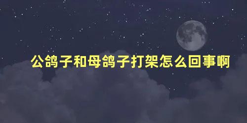 公鸽子和母鸽子打架怎么回事啊