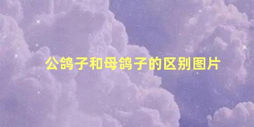 公鸽子和母鸽子的区别图片