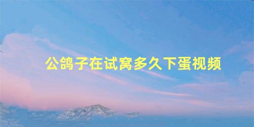 公鸽子在试窝多久下蛋视频