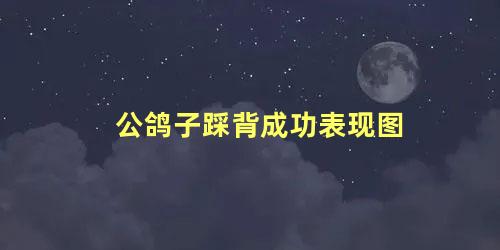 公鸽子踩背成功表现图