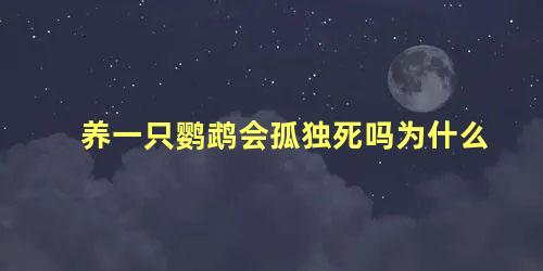 养一只鹦鹉会孤独死吗为什么