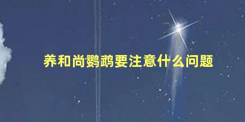 养和尚鹦鹉要注意什么问题