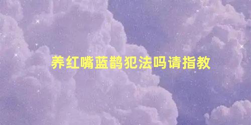 养红嘴蓝鹊犯法吗请指教