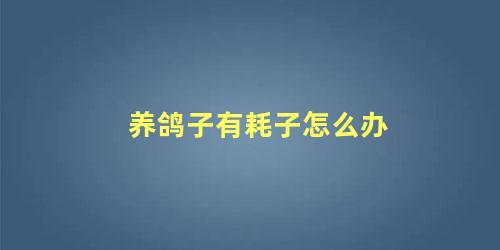 养鸽子有耗子怎么办