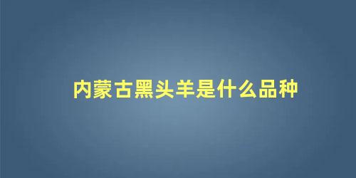 内蒙古黑头羊是什么品种