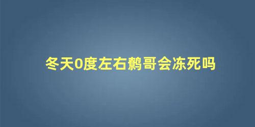 冬天0度左右鹩哥会冻死吗