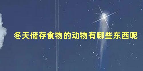 冬天储存食物的动物有哪些东西呢