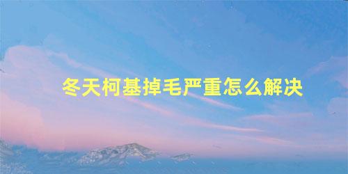 冬天柯基掉毛严重怎么解决