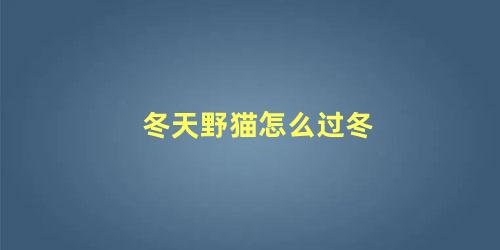 冬天野猫怎么过冬