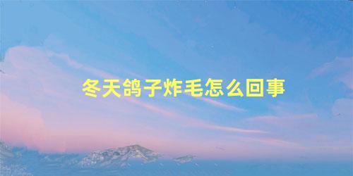 冬天鸽子炸毛怎么回事
