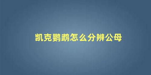 凯克鹦鹉怎么分辨公母