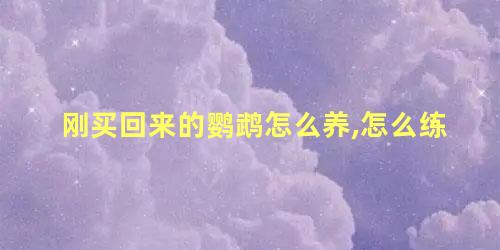 刚买回来的鹦鹉怎么养,怎么练