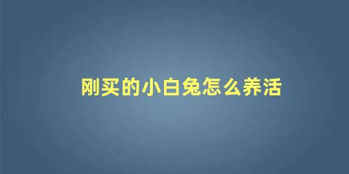 刚买的小白兔怎么养活