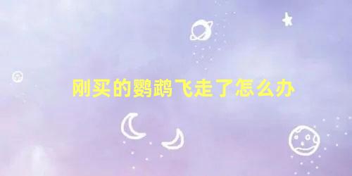 刚买的鹦鹉飞走了怎么办