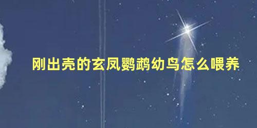 刚出壳的玄凤鹦鹉幼鸟怎么喂养
