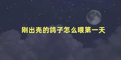 刚出壳的鸽子怎么喂第一天