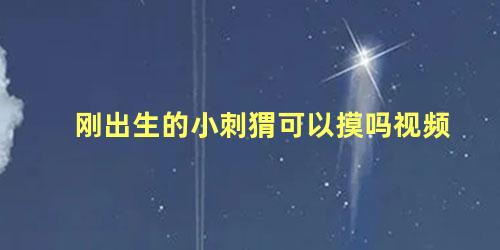 刚出生的小刺猬可以摸吗视频